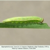 hyponephele lycaon ossetia larva l4 4